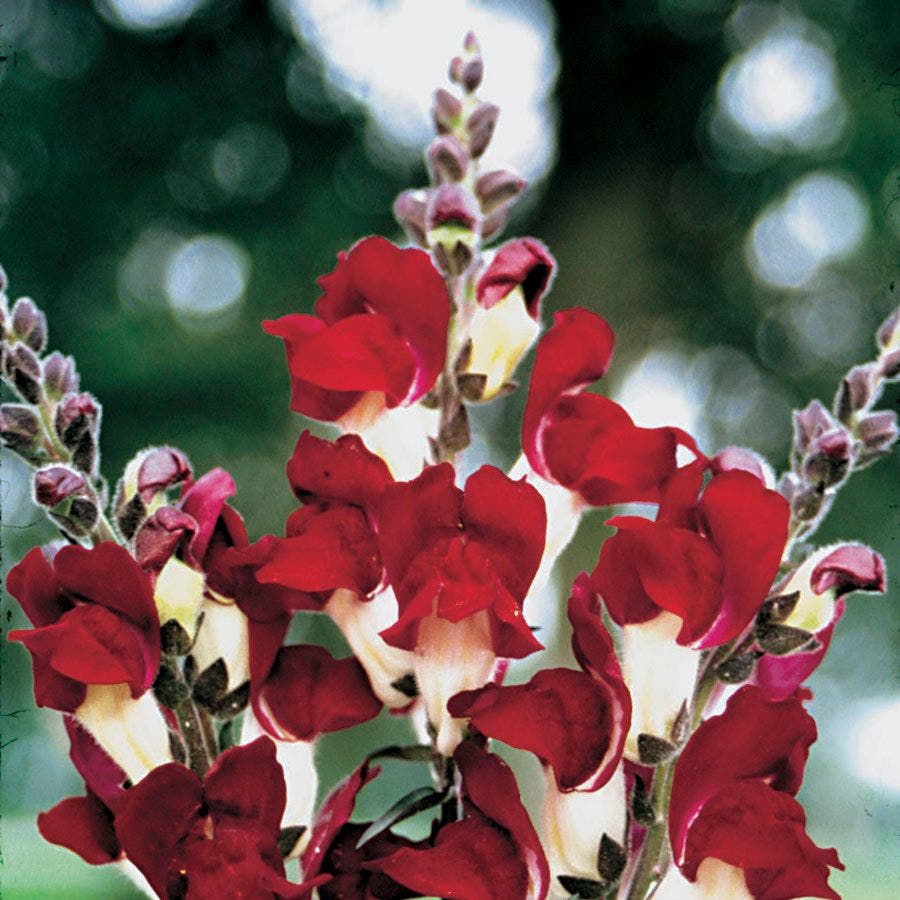 Ix Antirrhinu Ajus / Snapdragon Seed (300 Seeds) - Asian Seed