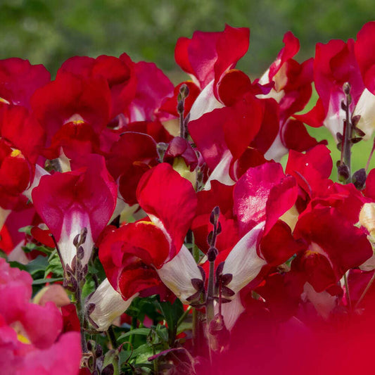 Night and Day Snapdragon Seeds