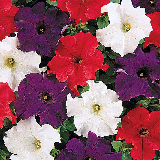 Dreams™ Patriot Mix Petunia Seeds