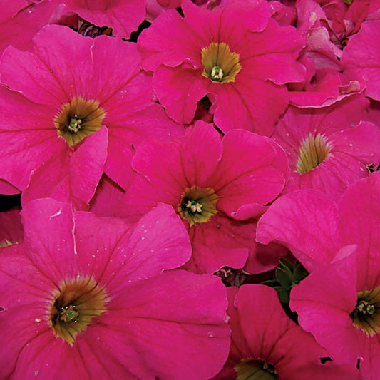 Dreams™ Pink Petunia Seeds