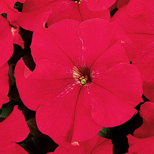 Dreams™ Red Petunia Seeds
