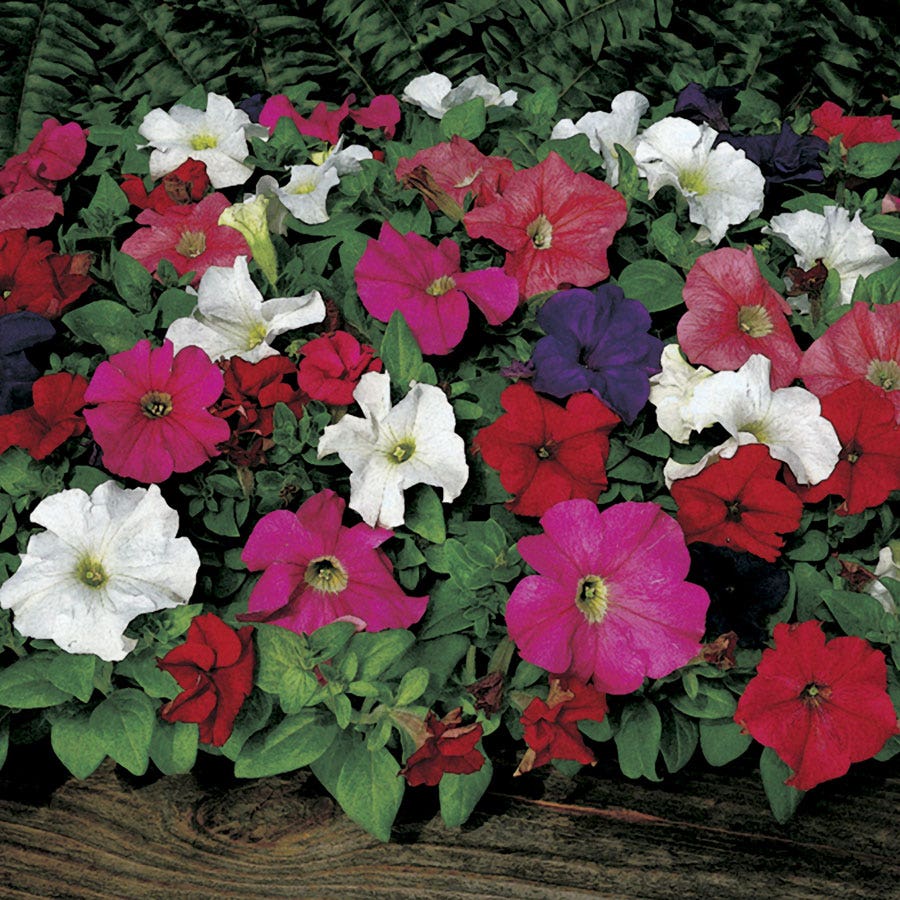 Dreams Mix petunias for long-blooming hummingbird containers