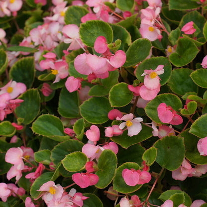 Pizzazz Pink Begonia Seeds