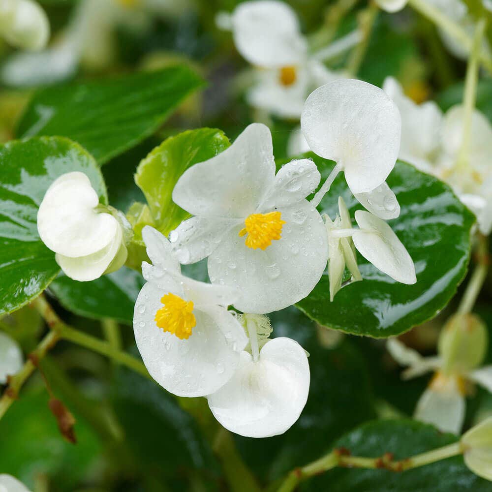 Pizzazz White Begonia Seeds