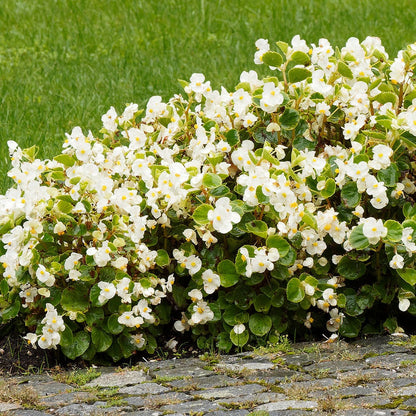 Pizzazz White Begonia Seeds