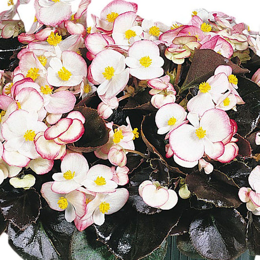 Cocktail™ Rum Begonia Seeds
