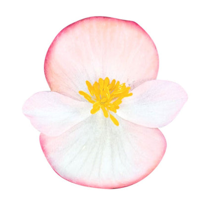 Cocktail™ Rum Begonia Seeds