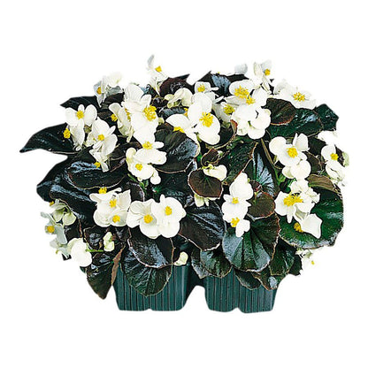 Cocktail™ Whisky™ Begonia Seeds