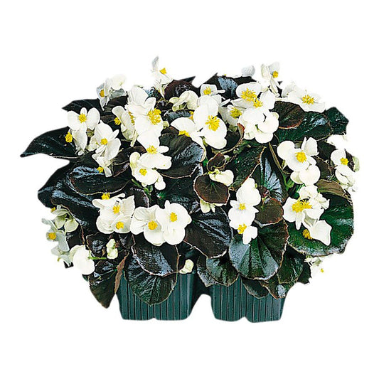Cocktail™ Whisky™ Begonia Seeds