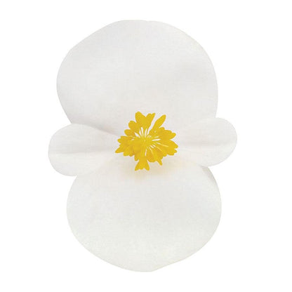 Cocktail™ Whisky™ Begonia Seeds