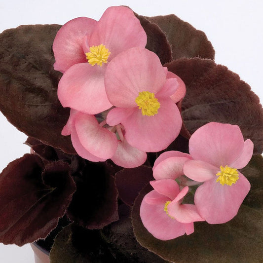 Cocktail™ Gin™ Begonia Seeds