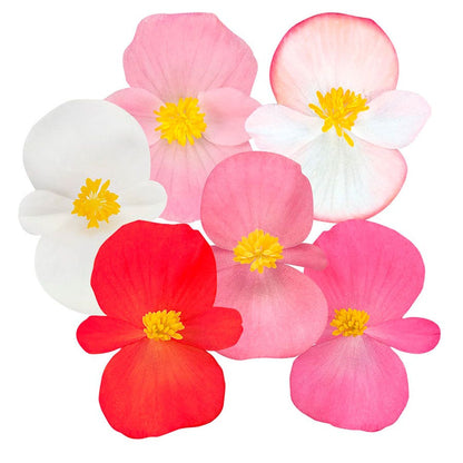 Cocktail™ Mix Begonia Seeds