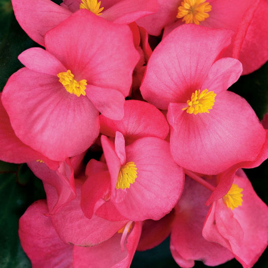 Cocktail™ Tequila Begonia Seeds