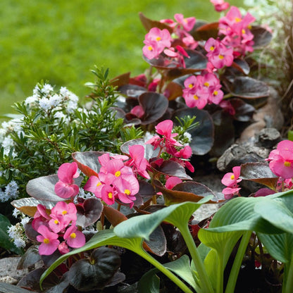 Cocktail™ Tequila Begonia Seeds