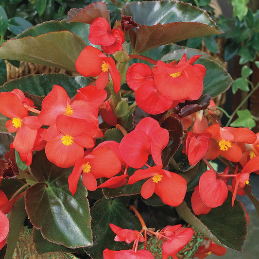 BIG™ Red with Bronze Leaf Begonia Seeds