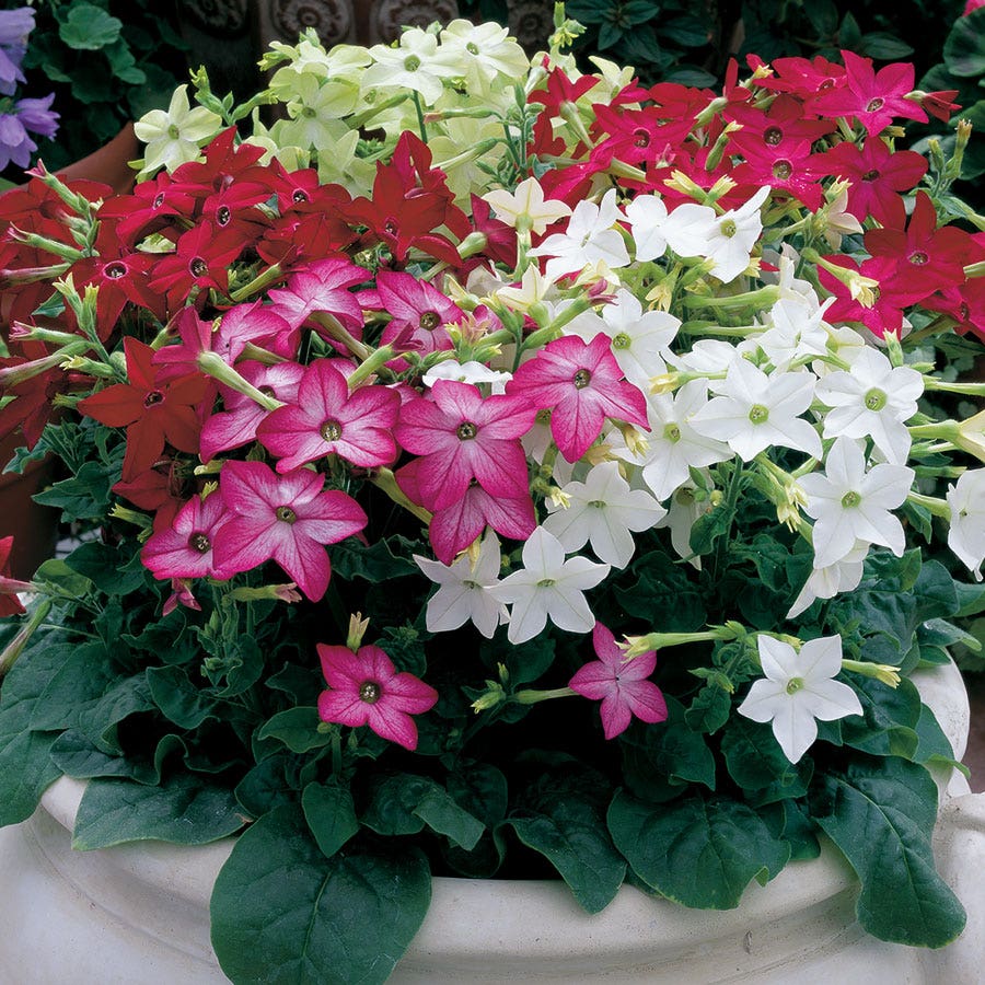Saratoga™ Mix Hybrid Flowering Tobacco Seeds