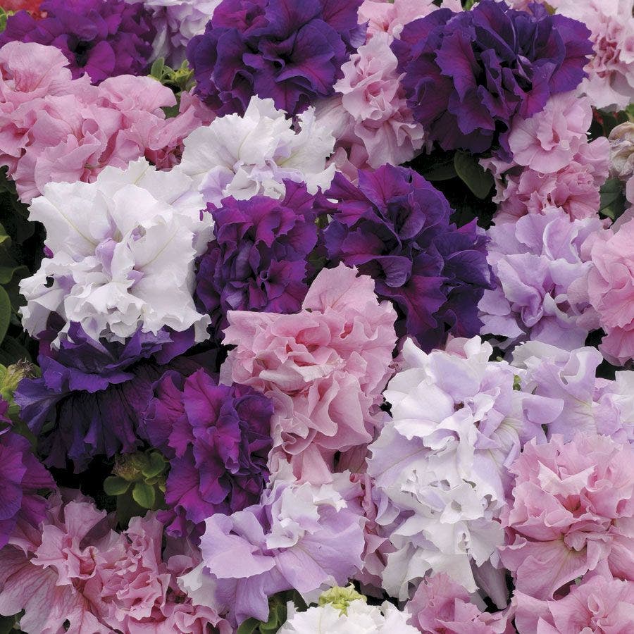 Double Cascade Mix Hybrid Double Petunia Seeds