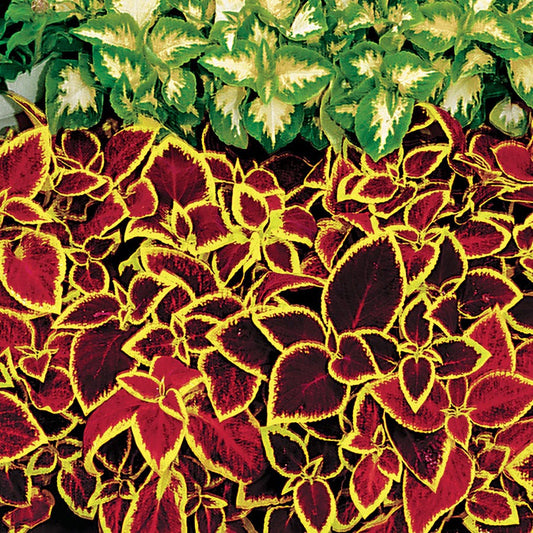 Wizard® Scarlet Coleus Seeds