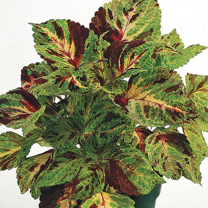 Wizard® Mosaic Coleus Seeds