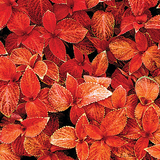 Wizard® Sunset Coleus Seeds