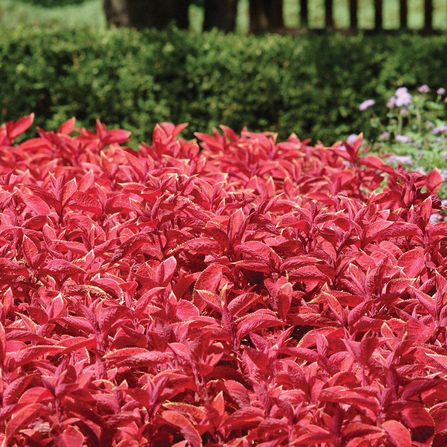 Wizard® Sunset Coleus Seeds