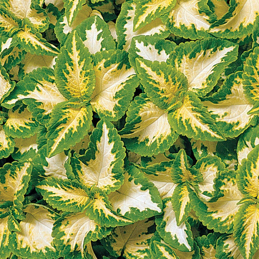 Wizard® Jade Coleus Seeds