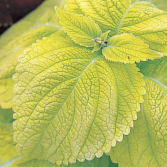 Giant Exhibition™ Limelight Coleus Seeds