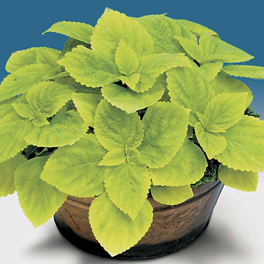 Giant Exhibition™ Limelight Coleus Seeds
