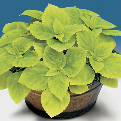 Giant Exhibition™ Limelight Coleus Seeds