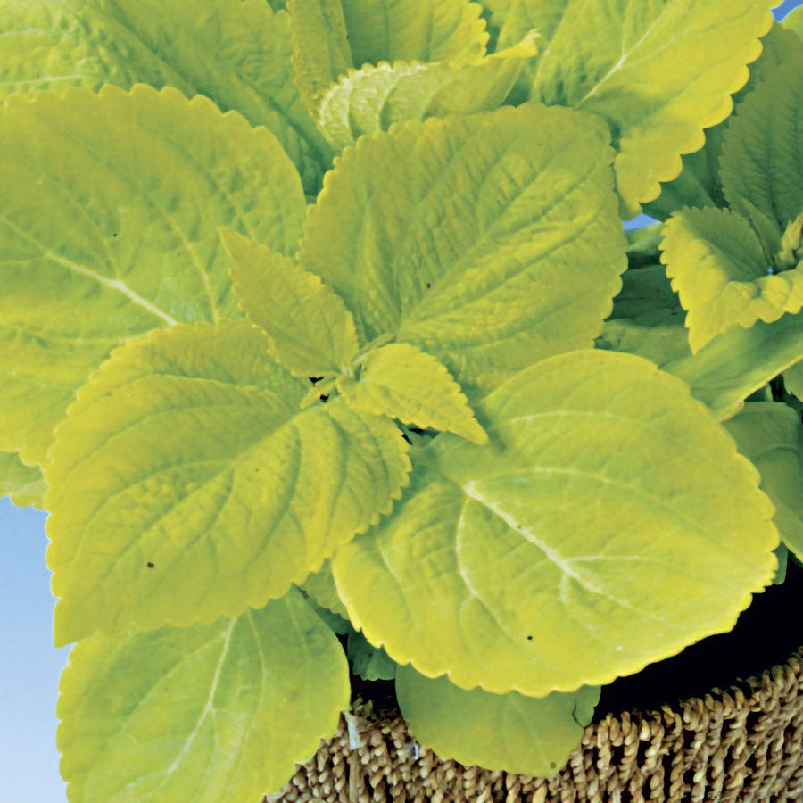 Giant Exhibition™ Limelight Coleus Seeds