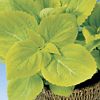 Giant Exhibition™ Limelight Coleus Seeds