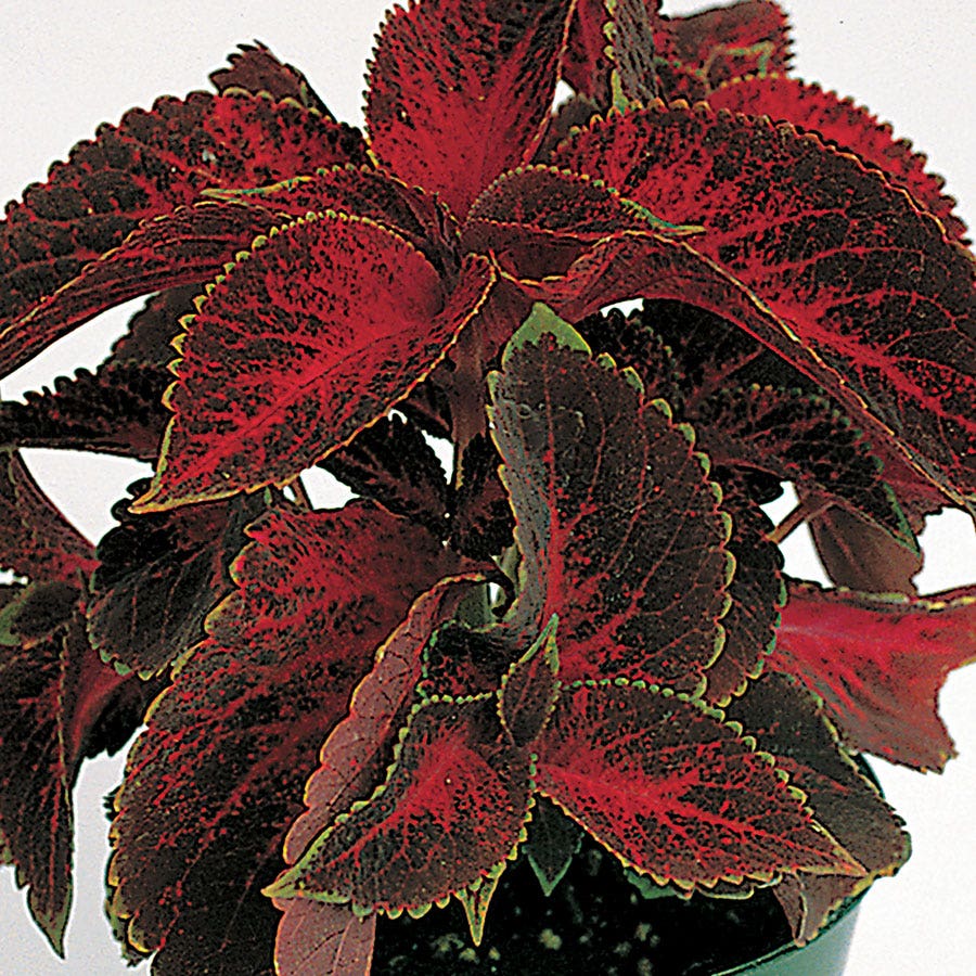 Wizard® Velvet Red Coleus Seeds