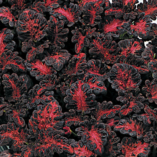 Black Dragon Coleus Seeds