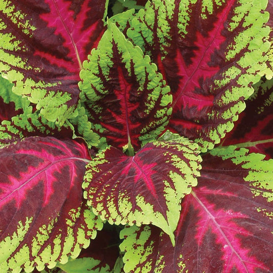 Kong® Mosaic Premium Shade Coleus Seeds