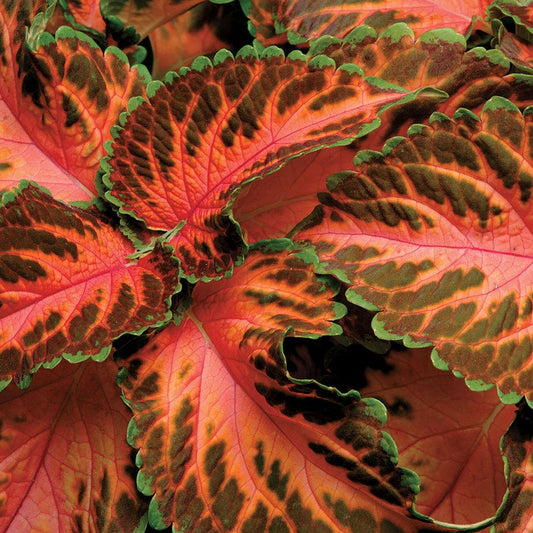Wizard® Coral Sunrise Coleus Seeds