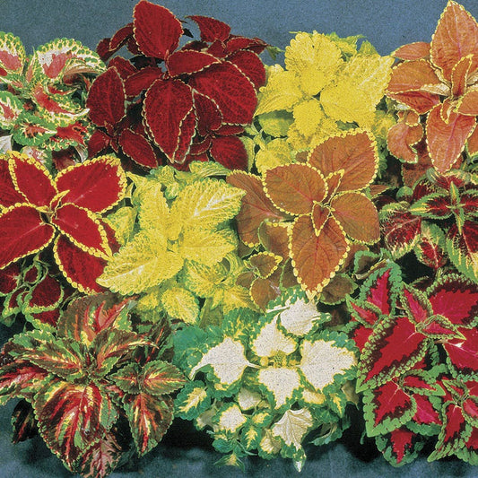Fairway Hybrid Mix Coleus Seeds