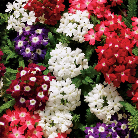 Obsession™ Eyed Mix Hybrid Verbena Seeds
