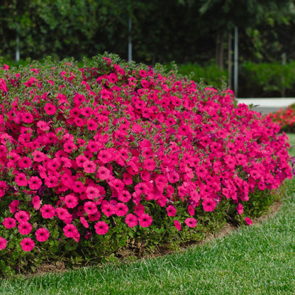 Tidal Wave® Hot Pink Petunia Seeds