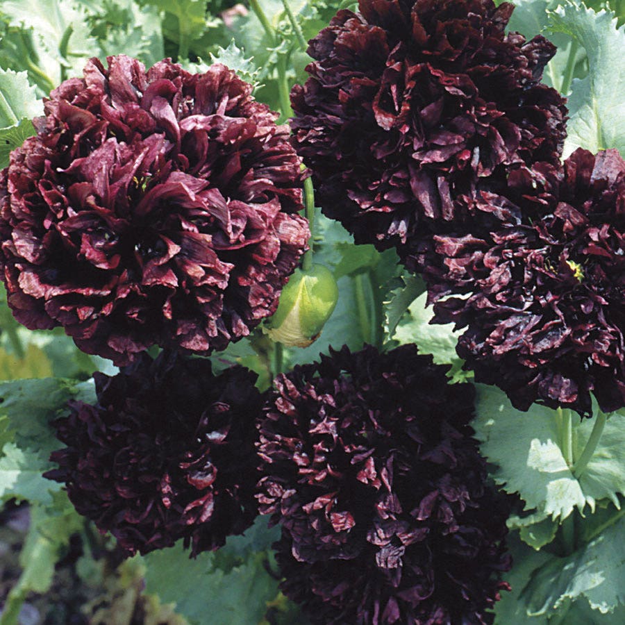 Park Seed Black Peony Poppy Seeds