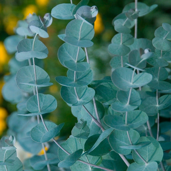 Eucalyptus artificiel à suspendre en pot doré 75cm