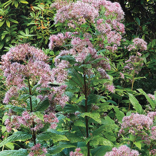 Joe-Pye Weed Seeds