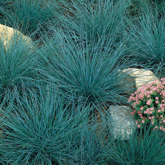 Blue Fescue Perennial Seeds