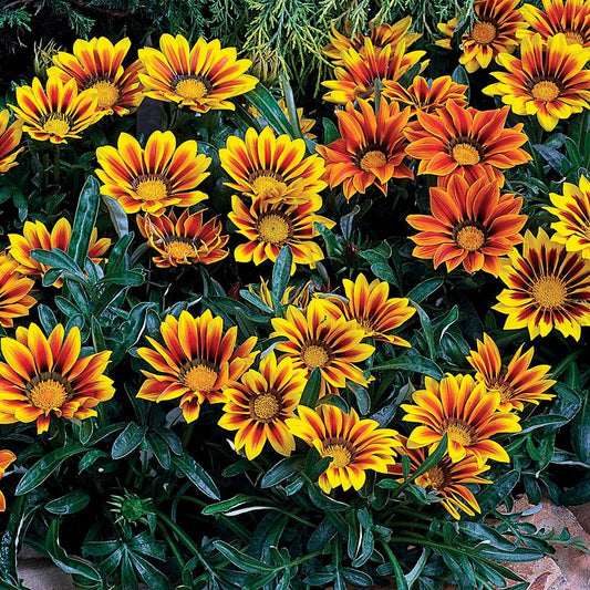 Kiss™ Flame Mix Hybrid Gazania Seeds