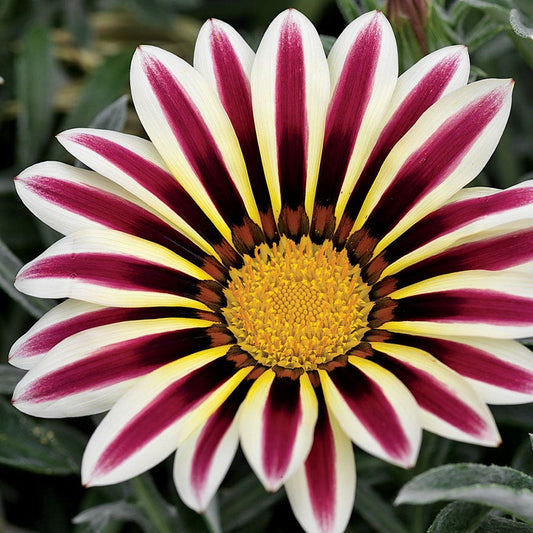 Frosty Kiss™ White Flame Gazania Seeds