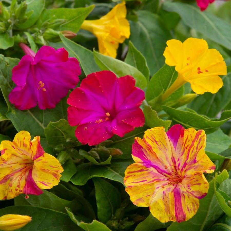 Broken Colors Four-O'Clock Flower Seeds