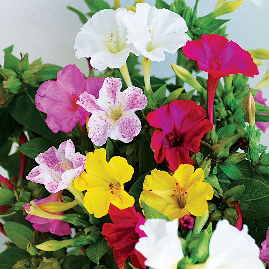 Broken Colors Four-O'Clock Flower Seeds