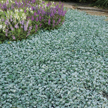 Silver Falls Dichondra Ground Cover Seeds