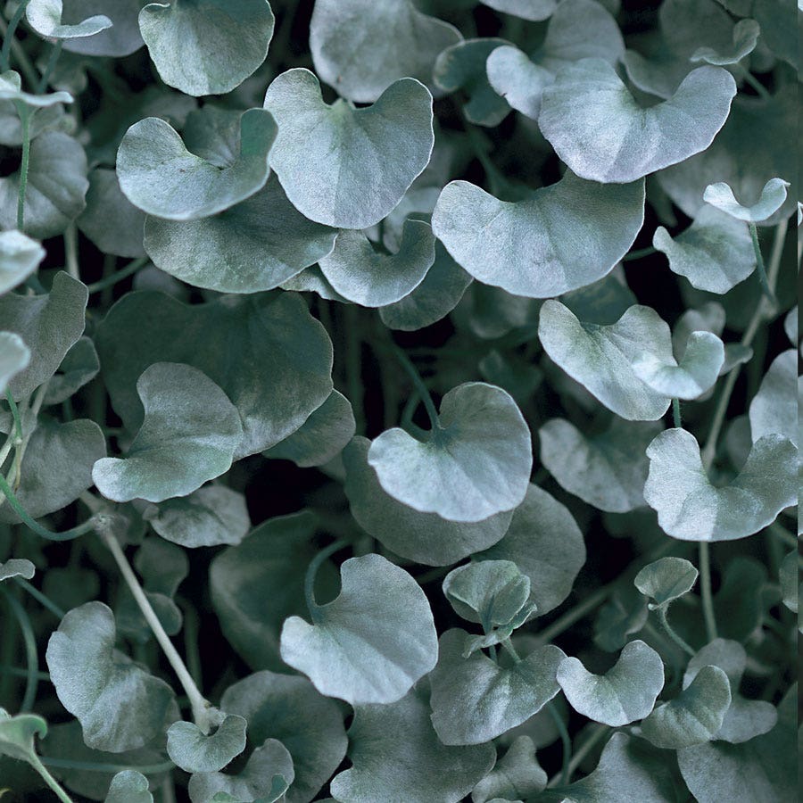 Silver Falls Dichondra Ground Cover Seeds