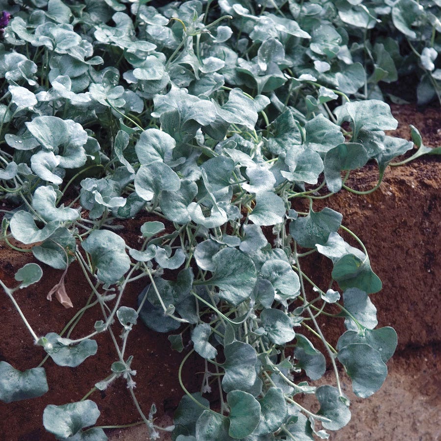 Silver Falls Dichondra Ground Cover Seeds