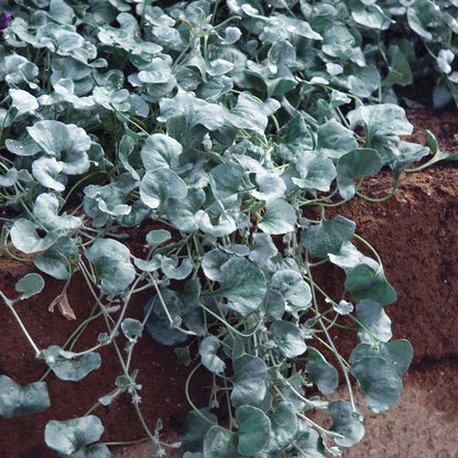Silver Falls Dichondra Ground Cover Seeds